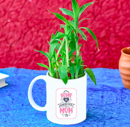 Plant Gift For Mom